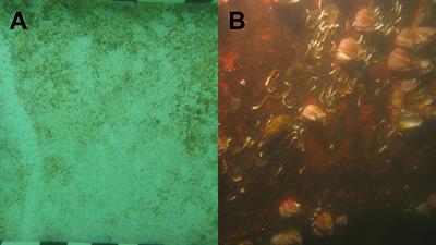 Biofilms associated with ship submerged surfaces: implications for ship biofouling management and the environment